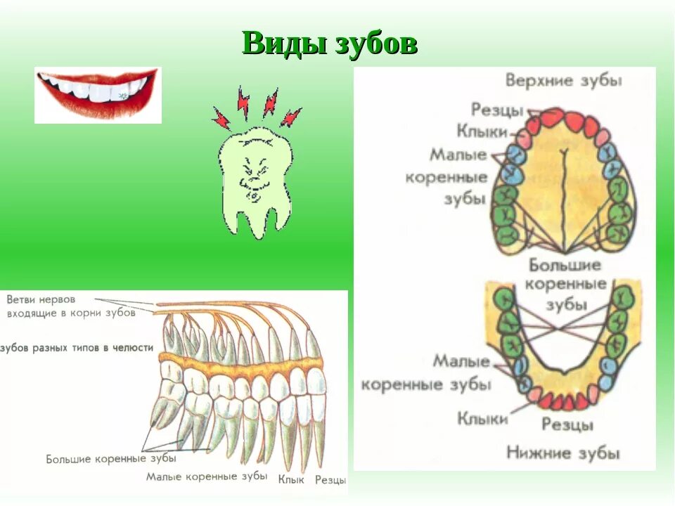 Зубы анатомия резцы клыки. Функции зубов резцы клыки и коренные. Типы зубов и их функции. Строение зубов человека с клыками. Какую функцию выполняет зуб человека
