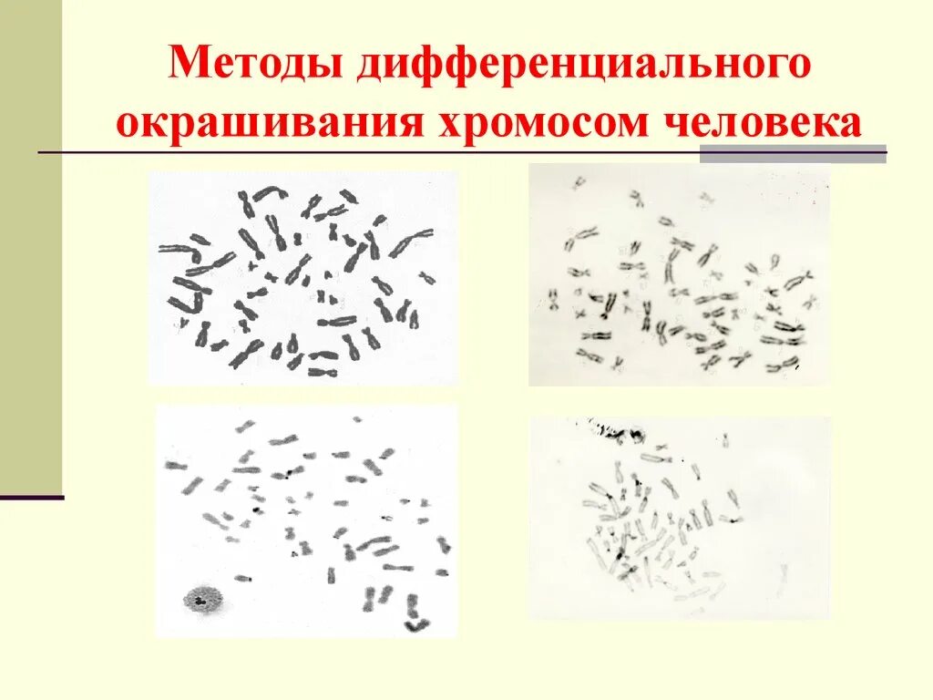 Изменение окраски хромосом