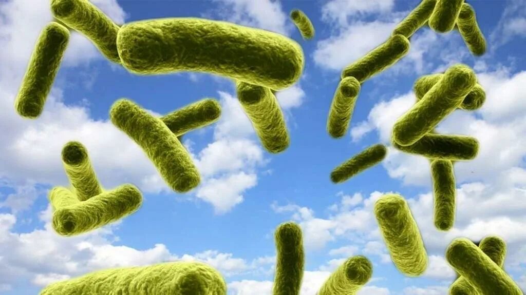 Бактерии в воздухе. Микроорганизмы в воздухе. Микробы в воздухе. Микроорганизмы обитающие в воздухе.