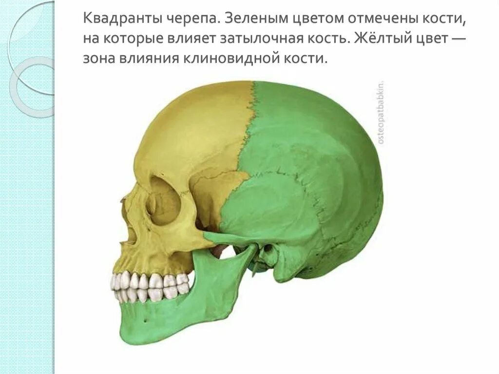 Остеопатия череп. Остеопатия череп