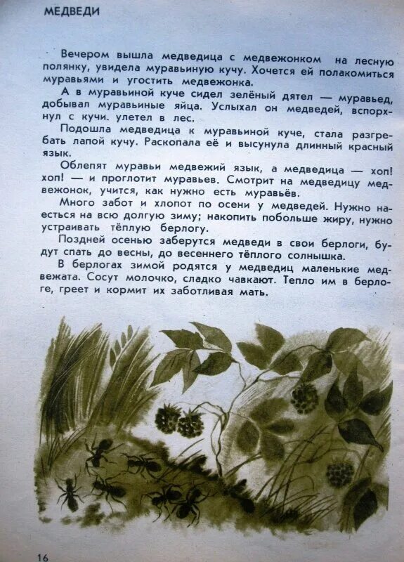 Соколов Микитов осенний лес. Соколов-Микитов осень в лесу текст. Лес осенью Соколов-Микитов. Соколов Микитов осень. В лесу текст 8 класс русский