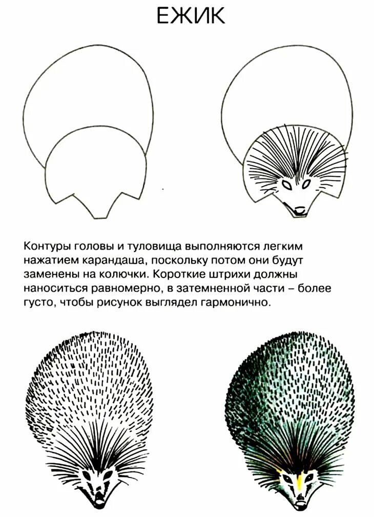 Ежи поэтапно