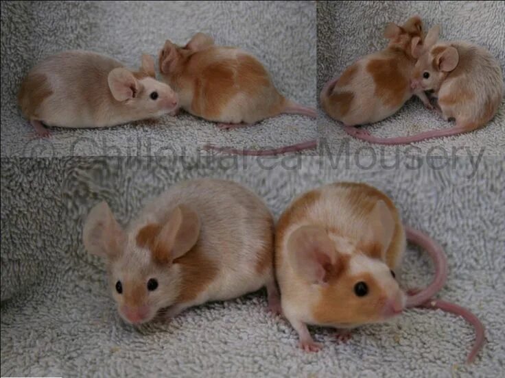 Show mice