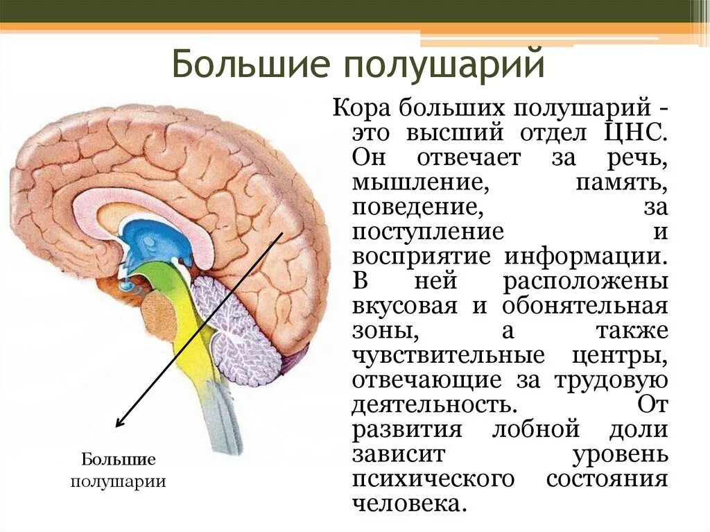 Функционирование головного мозга. Строение коры больших полушарий мозга. перечислите отделы среднего мозга:. большие полушария головного мозга структура и функции. расположение,строение и функция среднего мозга.
