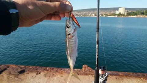 Пилькер на черном море с берега
