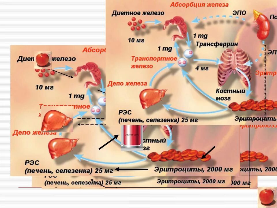 Селезенка и эритроциты. Обмен железа в организме. Схема метаболизма железа в организме. Нормальный обмен железа. Механизм всасывания железа в организме.