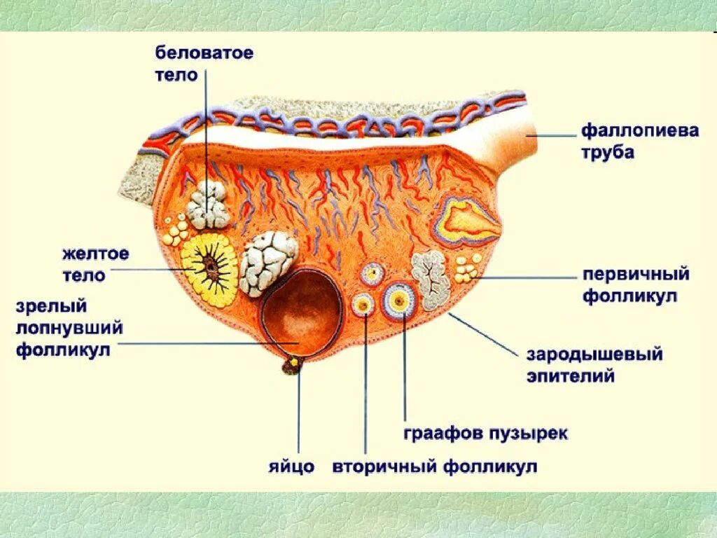 Строение яичника анатомия. Внутреннее строение яичника схема. Внутреннее строение яичника анатомия. Строение яичников у женщин анатомия.