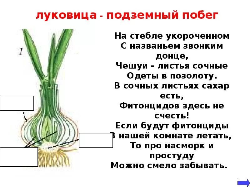 Корневище клубень луковица таблица. Луковица подземный побег строение. Корневище клубень луковица. Видоизменения подземных побегов корневище.