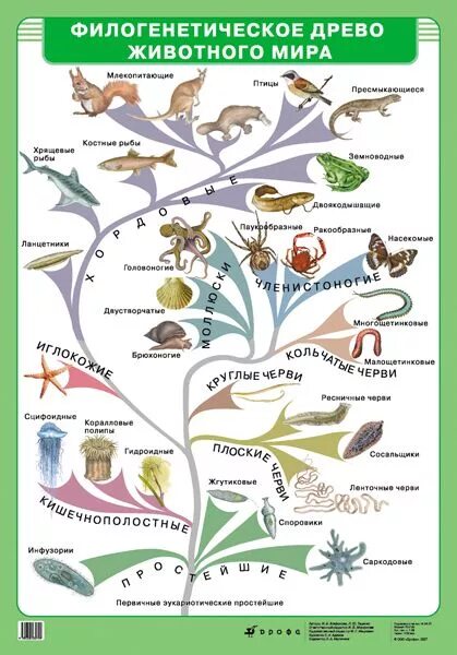Схема эволюционного древа. Филогенетическое Древо животных. Филогенетическое Древо животных биология.