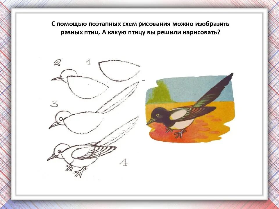 Урок изо 1 класс презентация поэтапное рисование. Рисование птиц. Схема рисования птицы. Этапы рисования птиц для детей. Последовательность изображения птицы.