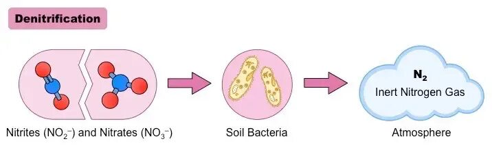 Денитрификация это. Denitrification. Нитри денитрификация. Денитрификация микробиология. Нитрификация и денитрификация сточных вод.