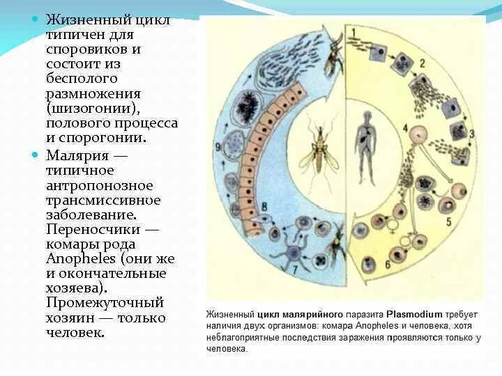 Можно ли считать человека окончательным хозяином малярийного