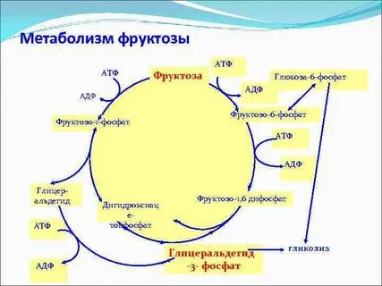 Где накапливается фруктоза