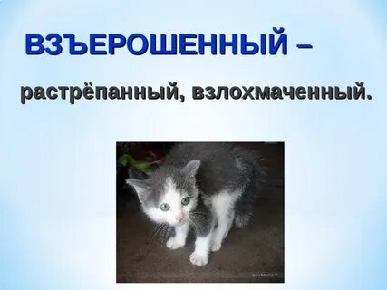Взьерошенный или взъерошенный как правильно пишется