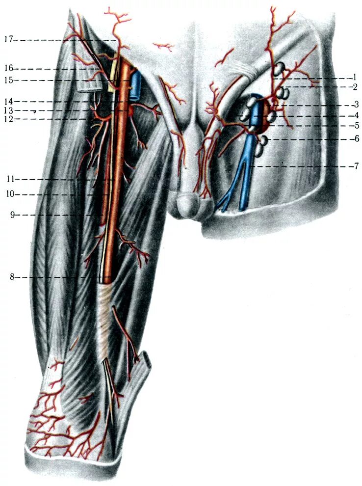 Вена в паху у мужчин. Бедренная артерия анатомия топография. Бедренная артерия топографическая анатомия. Поверхностная бедренная артерия анатомия.