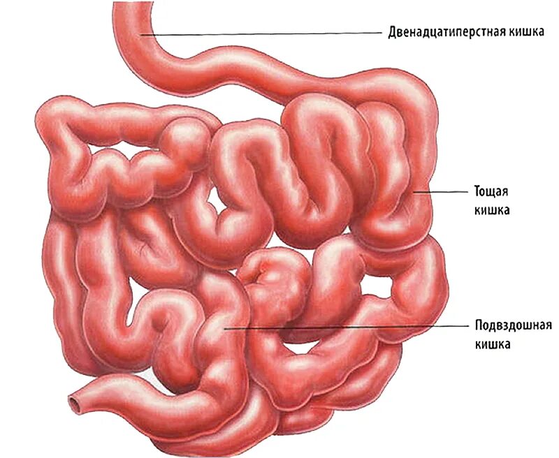 Слепая и подвздошная кишка. Тонкая кишка двенадцатиперстная кишка анатомия. 12 Перстная кишка тощая кишка. Тонкий кишечник двенадцатиперстная кишка. Отделы тонкой кишки анатомия.