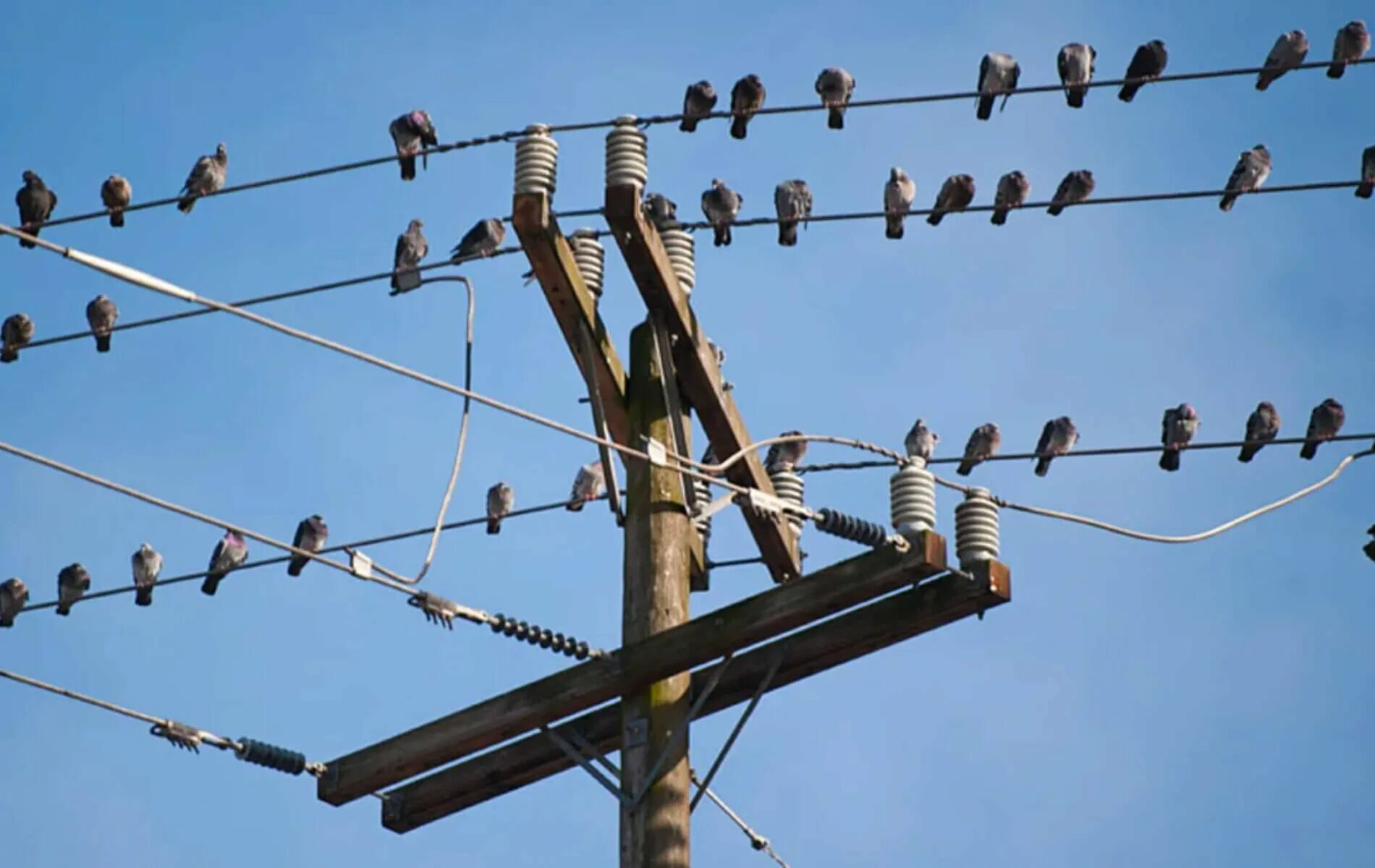 Птицы на проводах. Птицы на линиях электропередач. Птицы на проводах ЛЭП. Птицы на высоковольтных проводах.