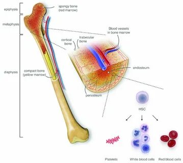 Bone marrow