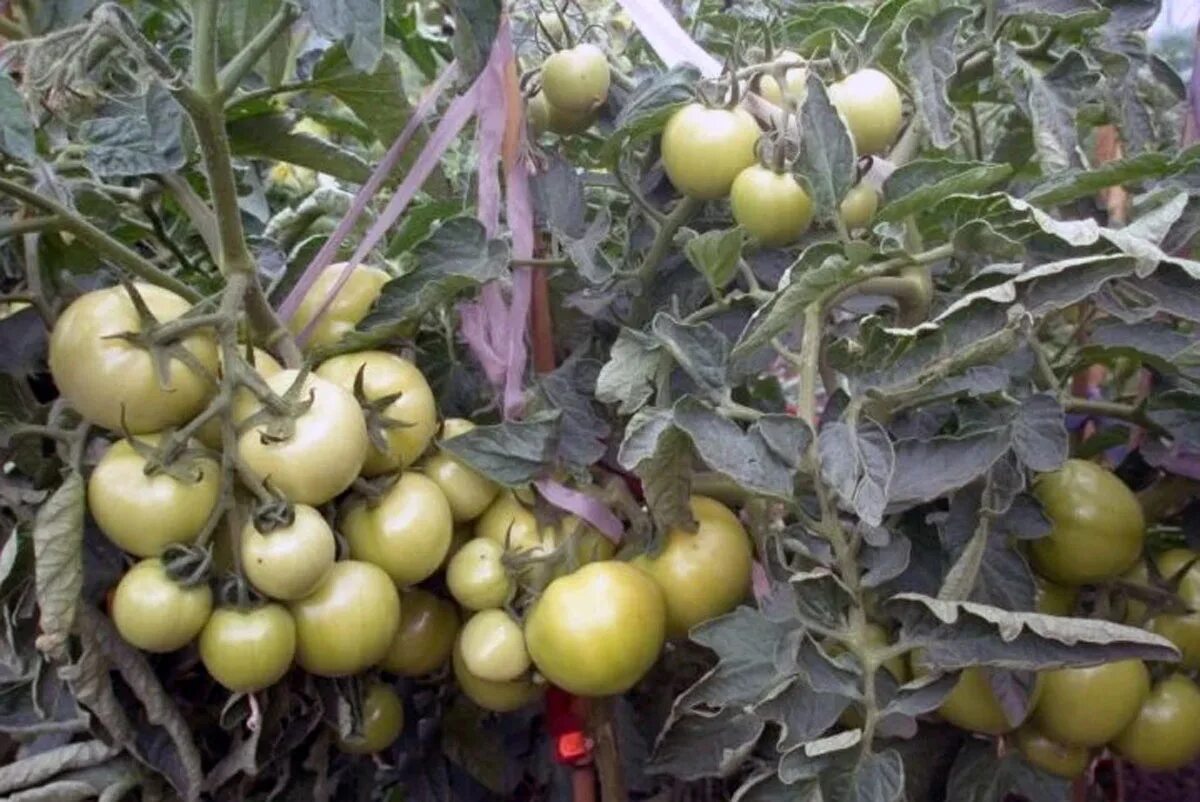 Гавриш томат андромеда f1. Семена томат андромеда f1. Томат андромеда f1. Семена томат андромеда f1. Сорта томатов андромеда f1.