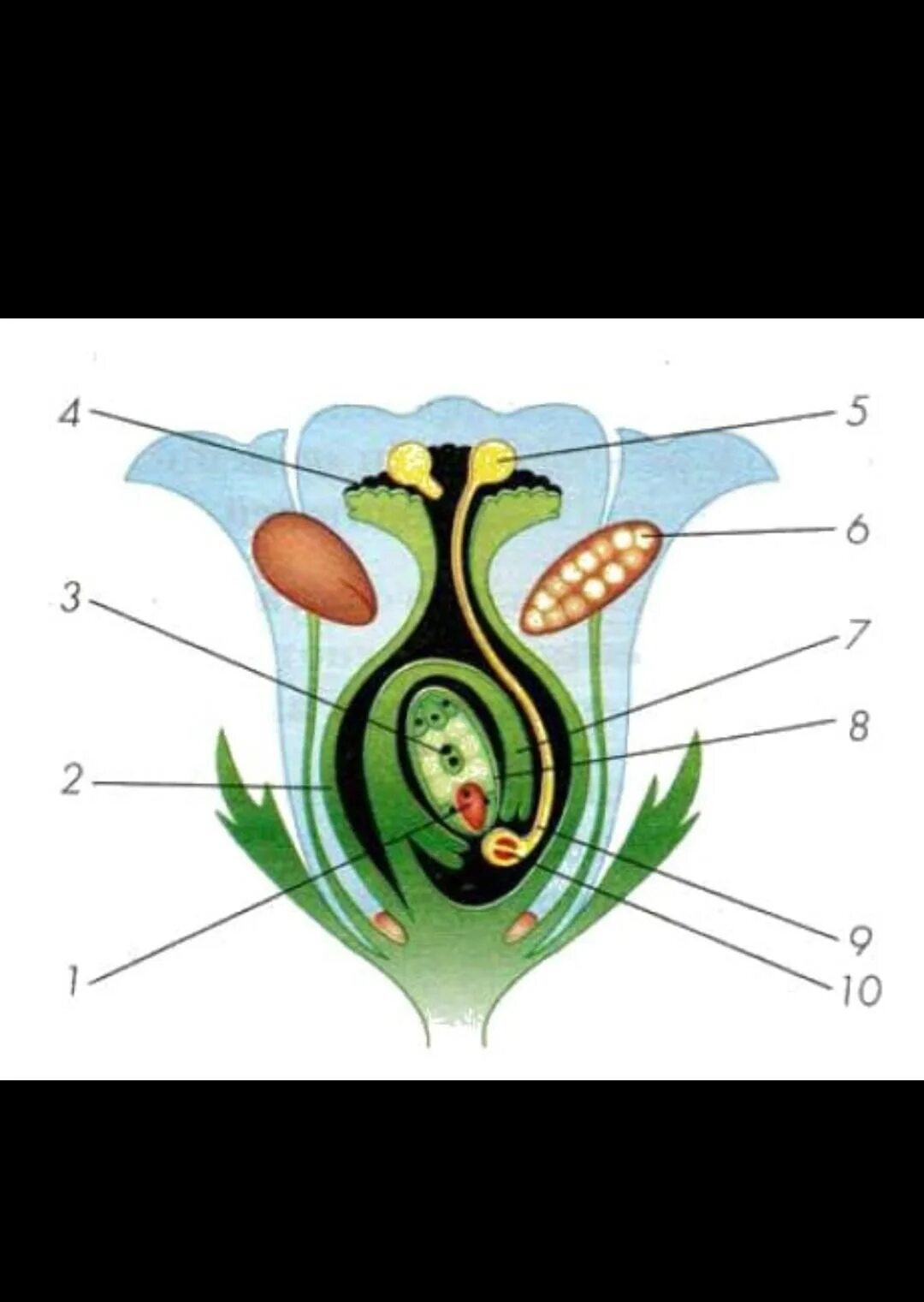Биология женские органы. Оплодотворение покрытосеменных растений схема. Что такое опыление и оплодотворение у растений 6 класс. Двойное оплодотворение у покрытосеменных схема. Схема оплодотворения у цветковых растений биология 6.