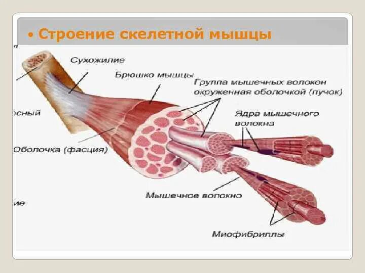 Работа скелетных мышц человека. Строение скелетной мускулатуры схема. Строение мышечной ткани скелетных мышц. Строение волокна скелетной мышцы. Скелетная мышечная ткань строение.