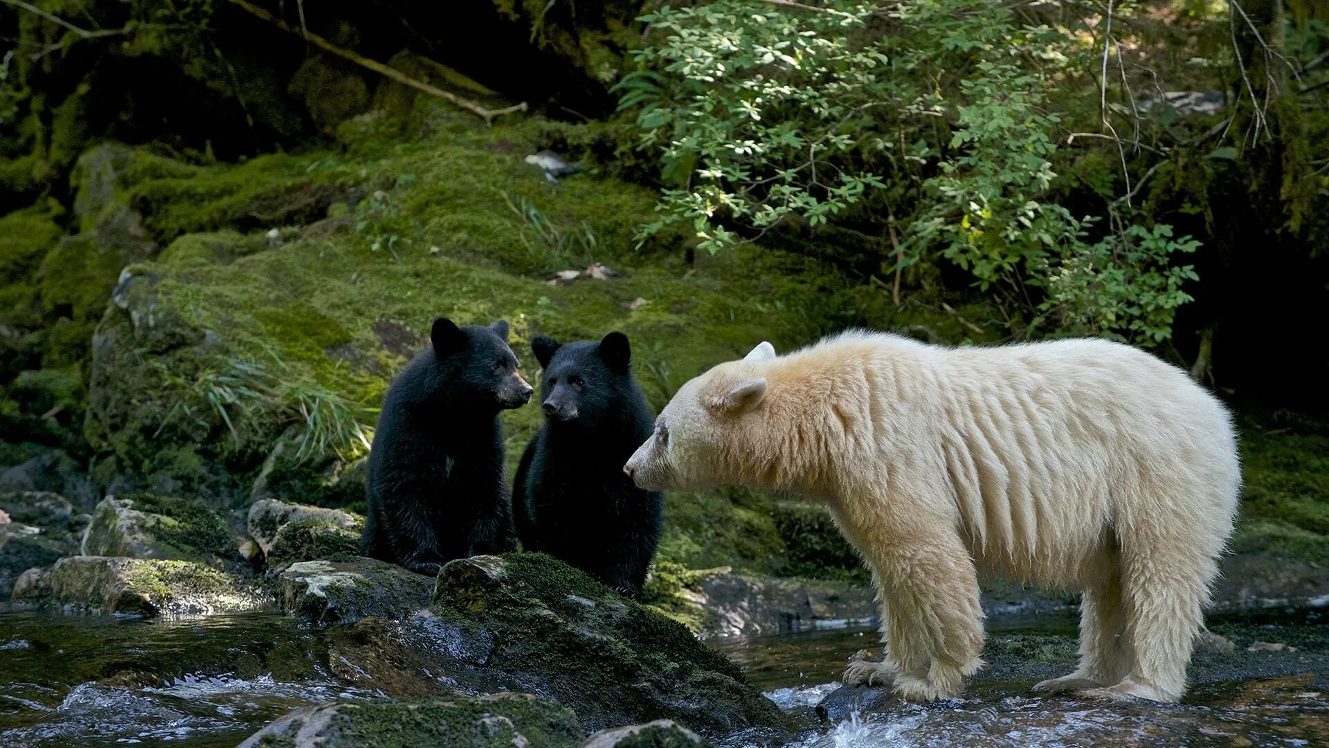 Кермодский бурый медведь. Гризли grizzly, гризли, медведь. Канада медведи. Гризли североамериканский бурый медведь. Канада медведи.