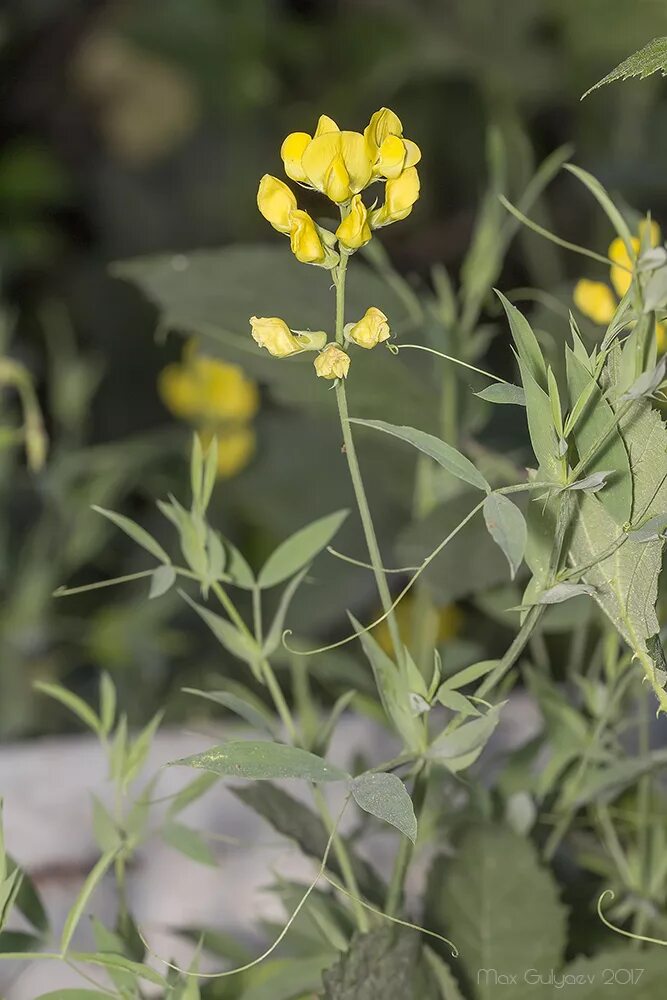 Растения чина луговая. Чина луговая. чина луговая (lathyrus pratensis). чина луговая астрагал. чина луговая — lathyrus pratensis l.