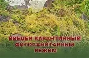 Установлена карантинная фитосанитарная зона