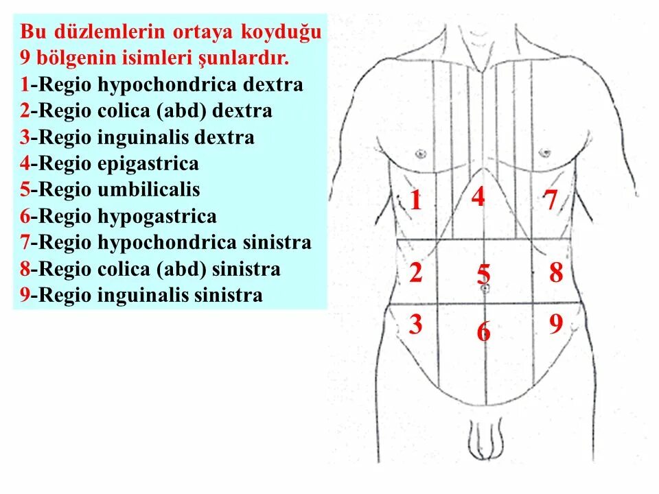мезогастрий. больвлевом подгеберье. нарисовать топографические области передней брюшной стенки. боль в верхней части эпигастральной области. правая подреберная область живота.