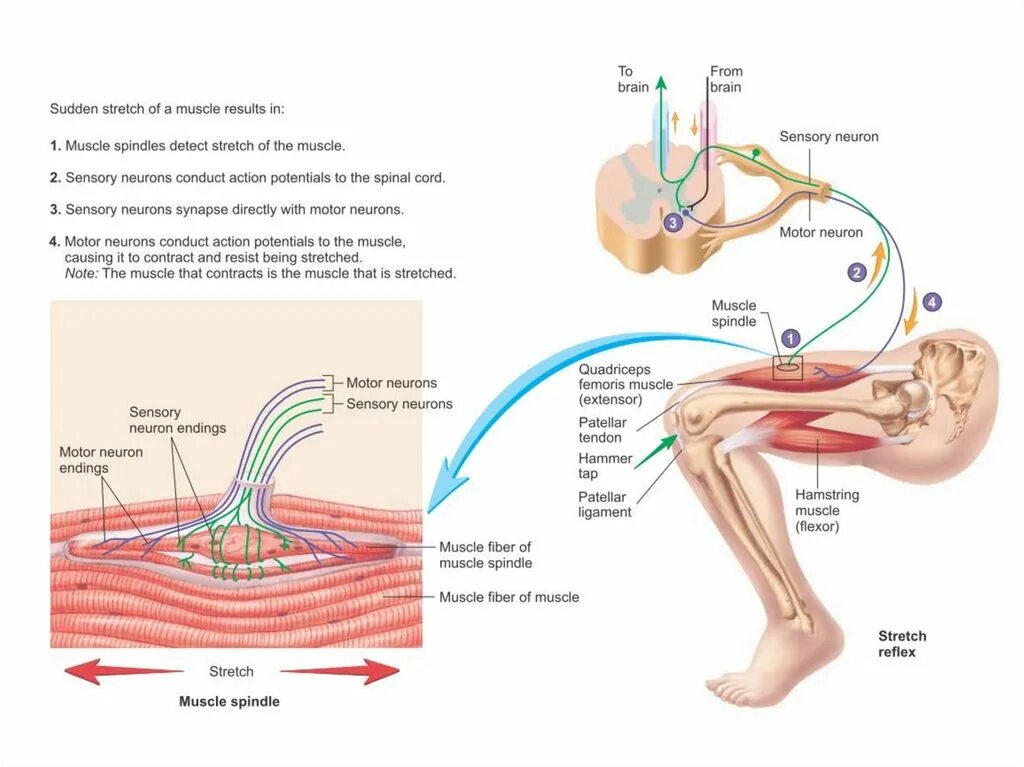 Иннервация и рефлексы. Рефлекторная дуга миотатического рефлекса растяжения мышцы.. Миотатический рефлекс растяжения мышцы. Структура и функции мышечных веретен. Нервно мышечное Веретено рефлекс.