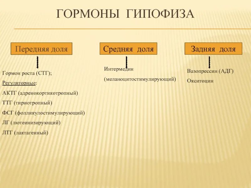 Гормон роста образуется в гипофизе. В передней доле гипофиза синтезируется гормон. гормоны задней доли гипофиза и их функции. гормоны промежуточной и задней долей гипофиза, их функции.