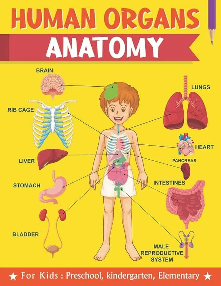 Human organs. Анатомия человека для детей. Анатомия человека для школьников. Анатомия человека для детей 5-6 лет в картинках. Human Organs for Kids.