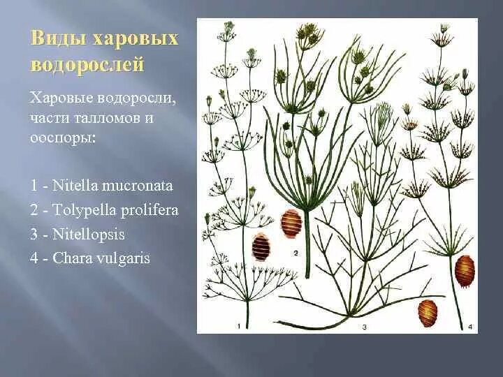 Нителла водоросль. Систематика харовых водорослей. Хоровые водоросли. Нителла водоросль. Хоровые водоросли.