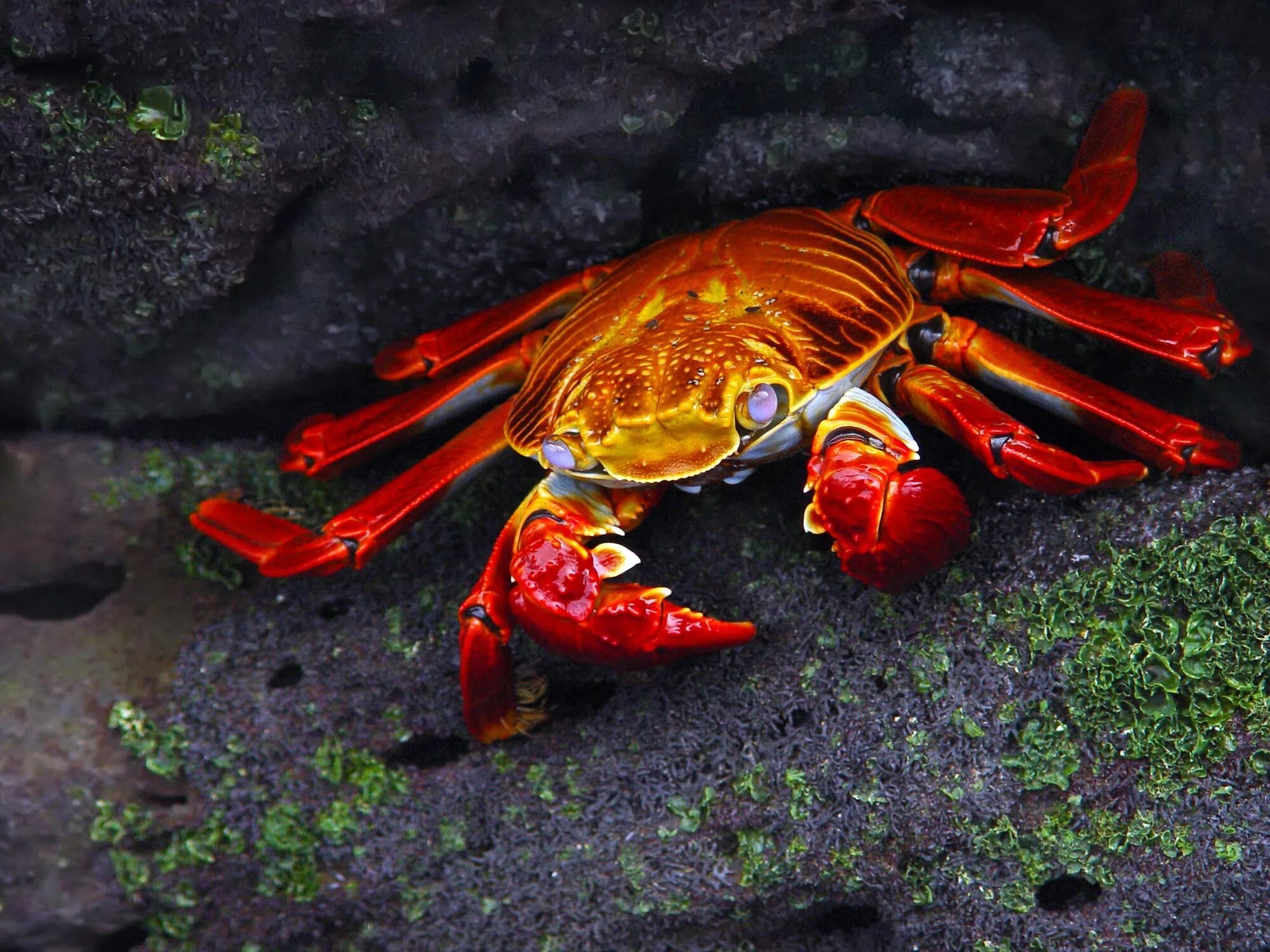 Ракообразные наиболее. Grapsus grapsus краб. крабы членистоногие ракообразные камчатский краб. ракообразные (крабы, лангусты, омары, креветки, раки),. красный земляной краб.