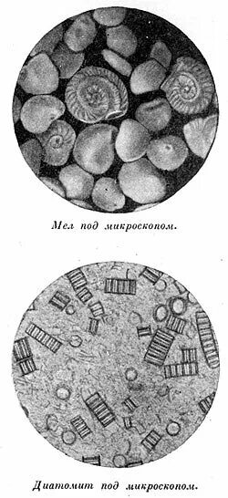 Как выглядит мел под микроскопом Штормы Черного моря влияют на зимнее цветение "известкового" фитопланктона
