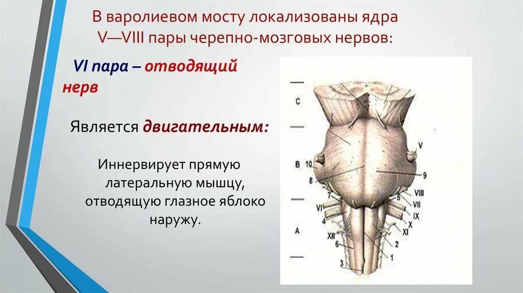 3 4 6 черепные нервы. Ядра VII пары локализованы в мозге. 6 Пара отводящий нерв. Ядра 6 пары черепных нервов. Черепные нервы отводящий нерв.