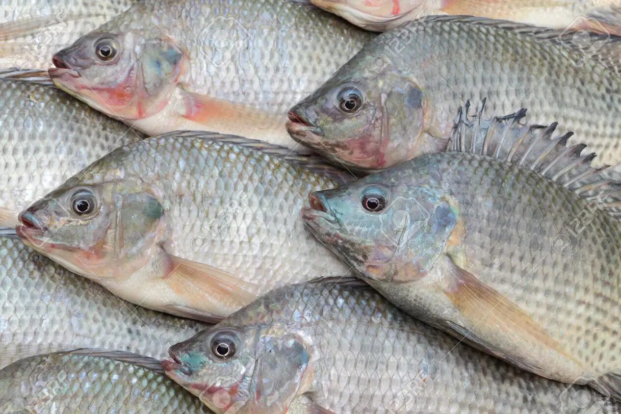 К чему снится во сне свежая рыба. Нильская тиляпия. Тиляпия и зелень. Тиляпия Мозамбикская систематика. Parava Fish.