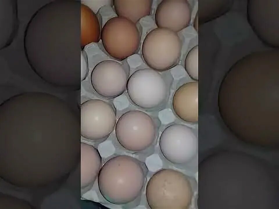 Обработка яиц перед закладкой в инкубатор. Подготовка яиц 4 секционные.