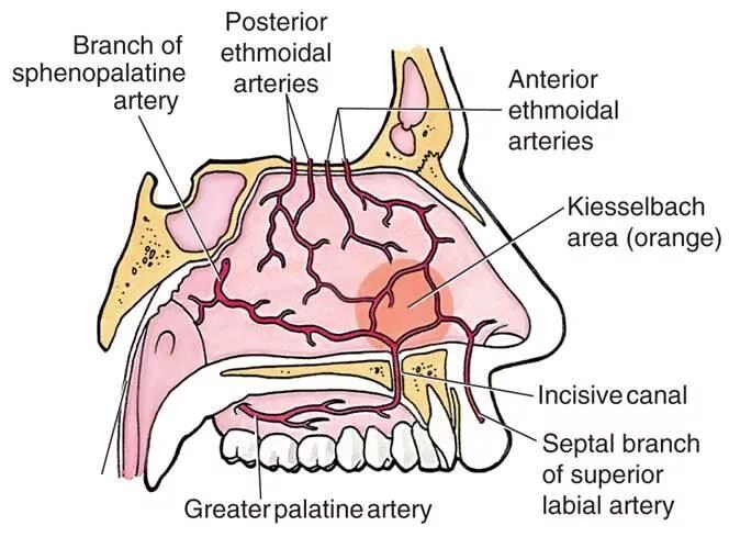 Little area. И Киссельбаха — сосудистого сплетения,. Кровь из носа анатомия. Кровенлсныемсосуды в носу.