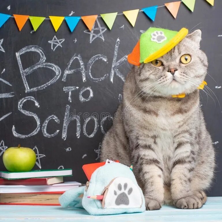 Школа питомцев. Включи школу котиков. Кошка в школе. Снова в школу кот. Кошка в школе.