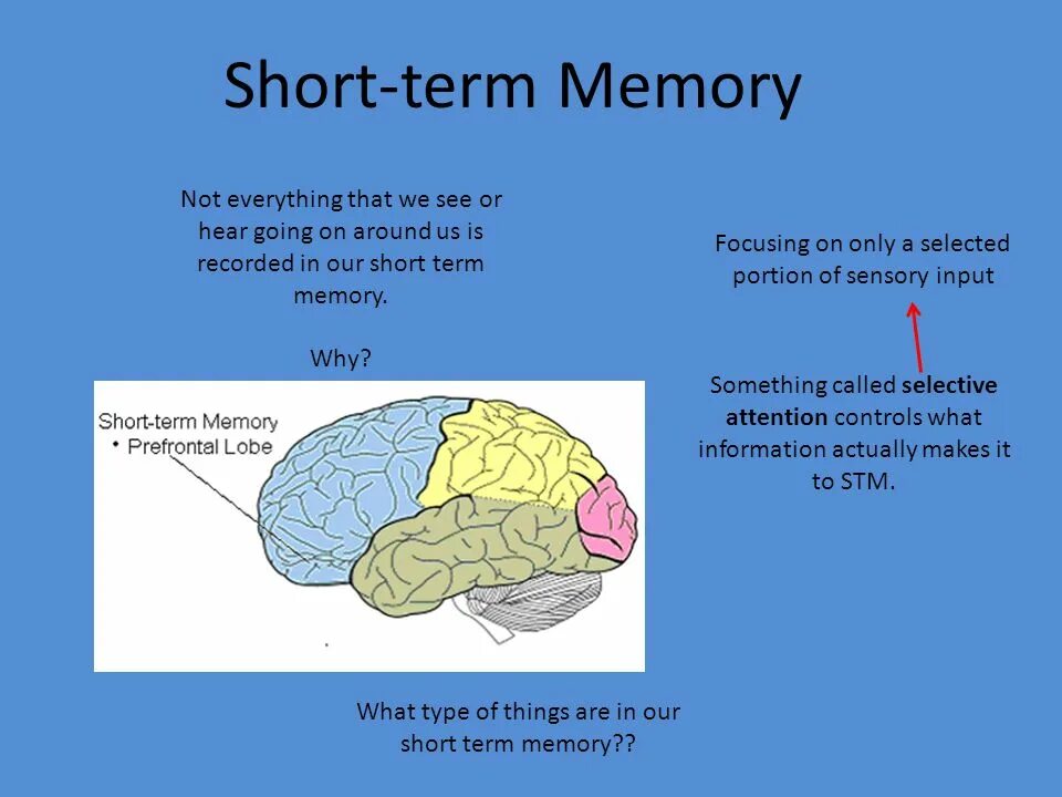 Short memory. Short term. Memory Physiology. What is the long term Memory.