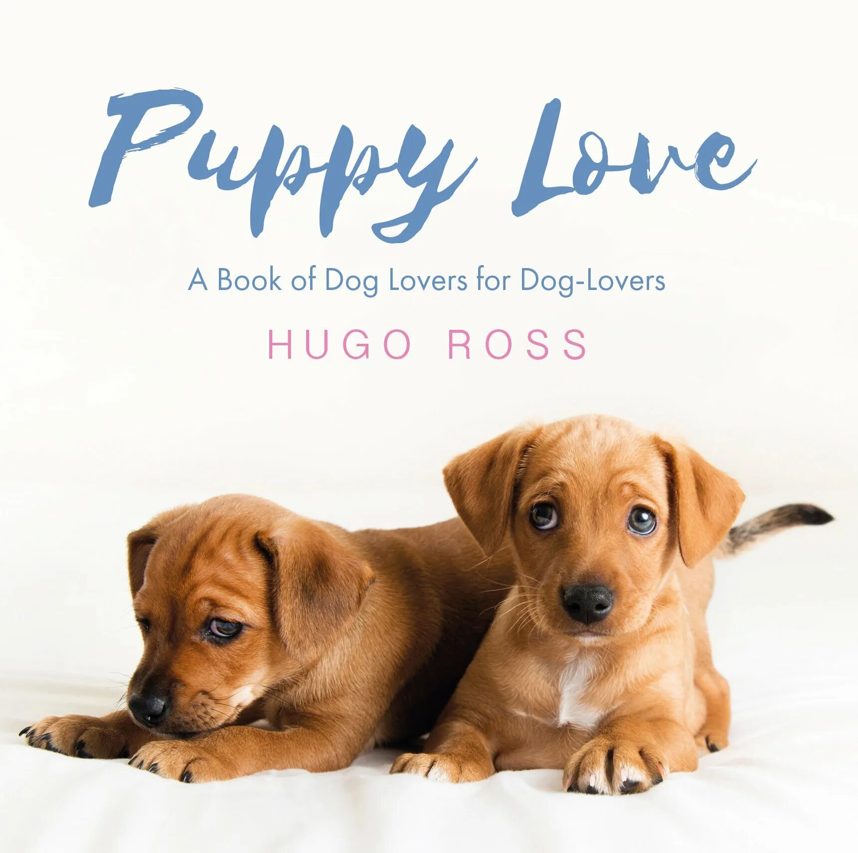 Book my dog. Puppy Love. Букинг собаки. Puppy Love значение.