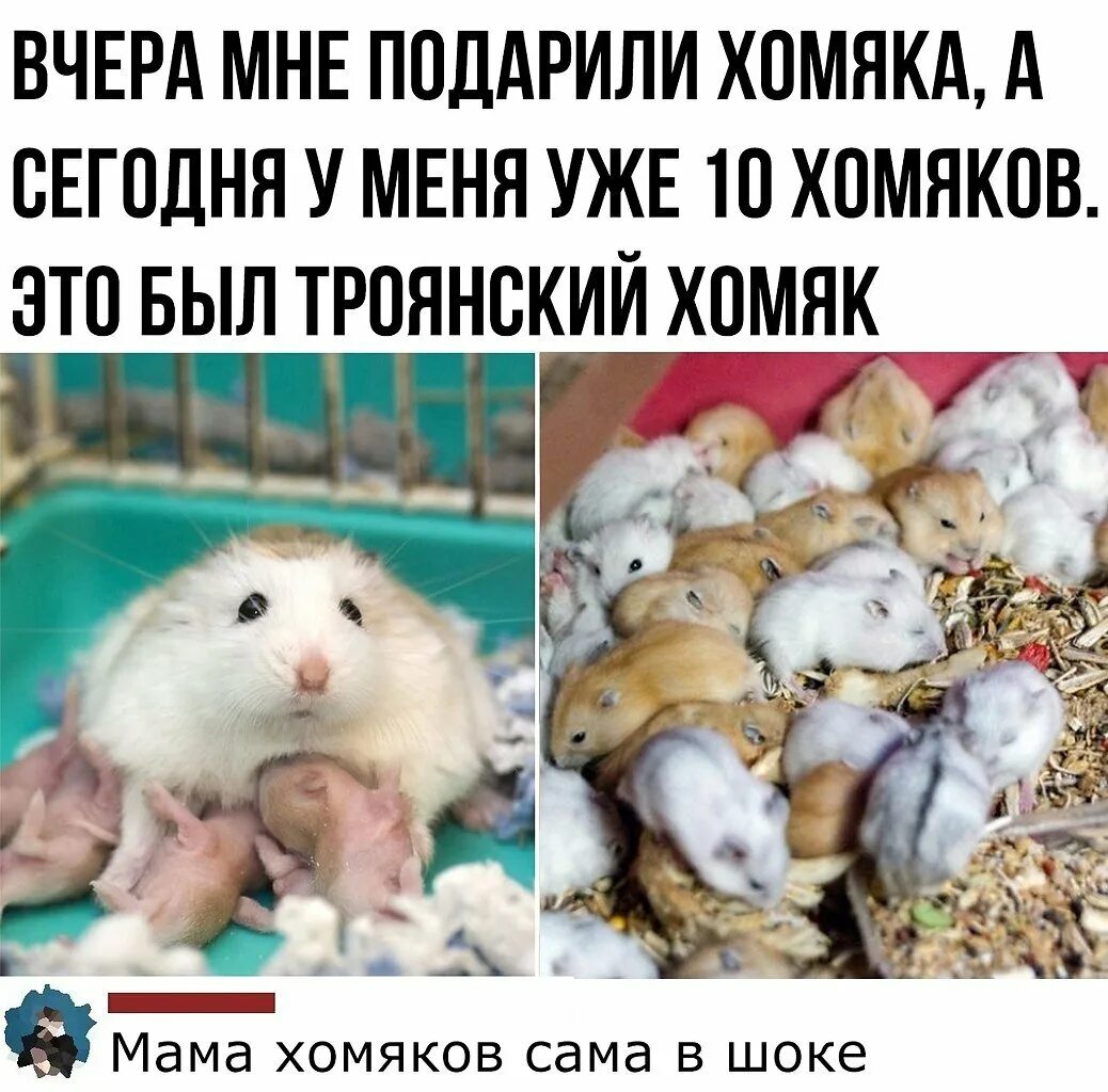 Худой хомяк. Ежедневный хомяк 10 июня. Ежедневный хомяк 10 июня. Робохомячок форум. Джунгарские хомячки вани.