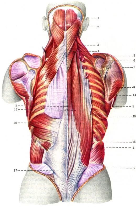 Глубокие спинные. Атлас Синельников мышцы спины. Мышцы спины Синельников. Мышцы спины анатомический атлас. Мышцы спины анатомия Синельников.