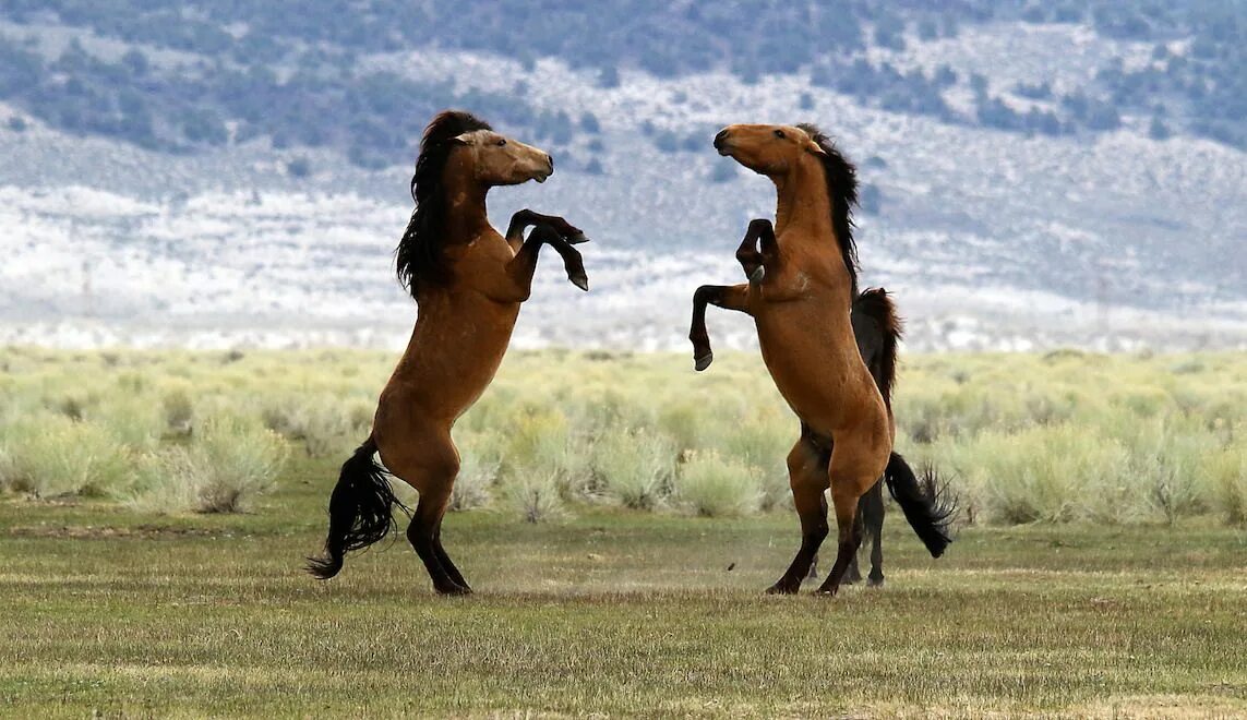 Язык мустангов. Дикие Мустанги Дикие лошади. Американский Мустанг конь. Дикие лошади Мустанги в дикой природе. Мустанги лошади в дикой природе.