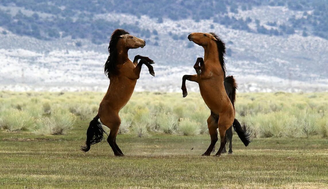 three brown horses #horse #animals #mammals #wildlife #1080P #wallpaper #hdwallp