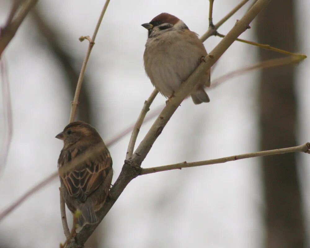 House Sparrow (Passer domesticus). Birds of Siberia.