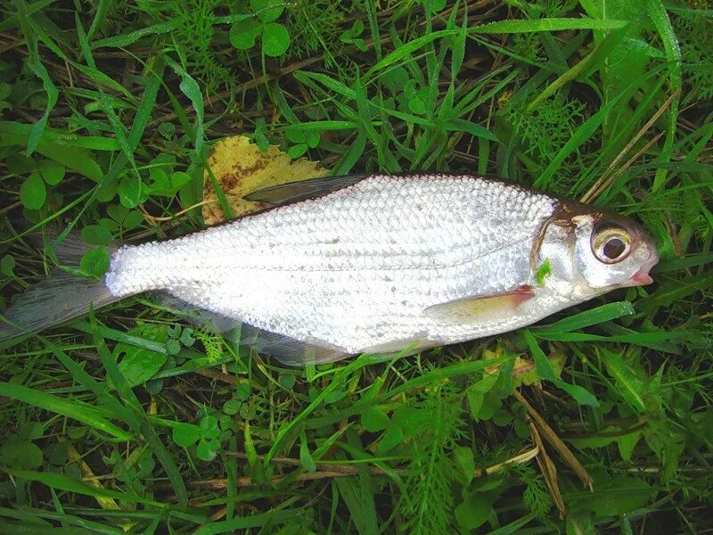 Синец белоглазка. Синец белоглазка. Синец белоглазка сопа. Белоглазка – abramis sapa. Сапа рыба.