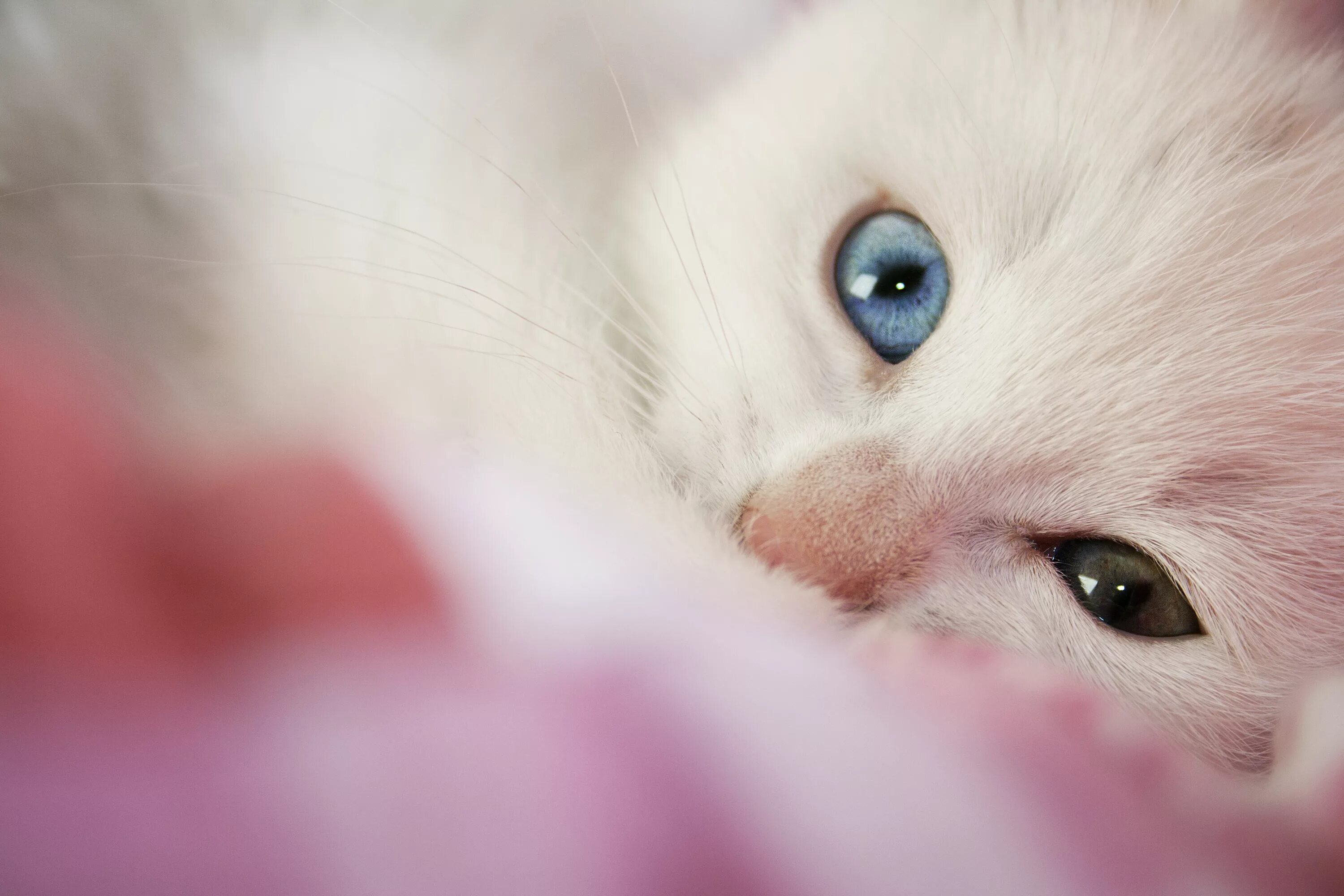 Белый котенок. Милые кошки. Белый кот с голубыми глазами. Белый котёнок с голубыми глазами.