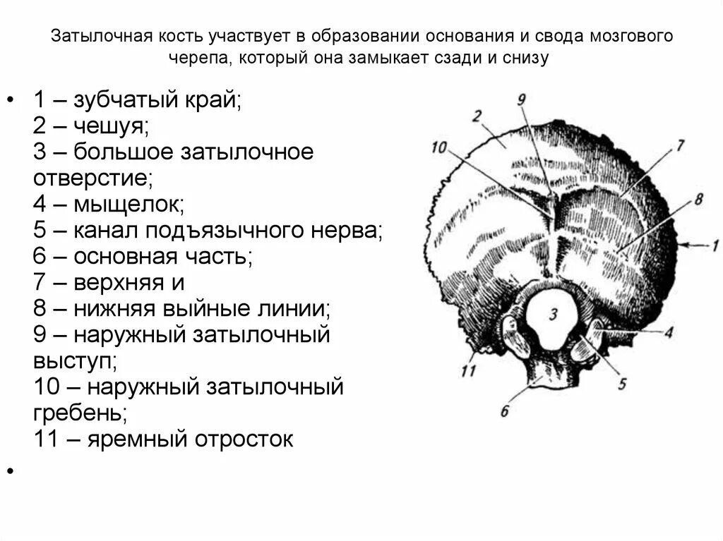 Мыщелки черепа. Затылочная кость черепа анатомия строение. Внутрияремный отросток затылочной кости. Билич затылочная кость. Затылочная кость снизу черепа.